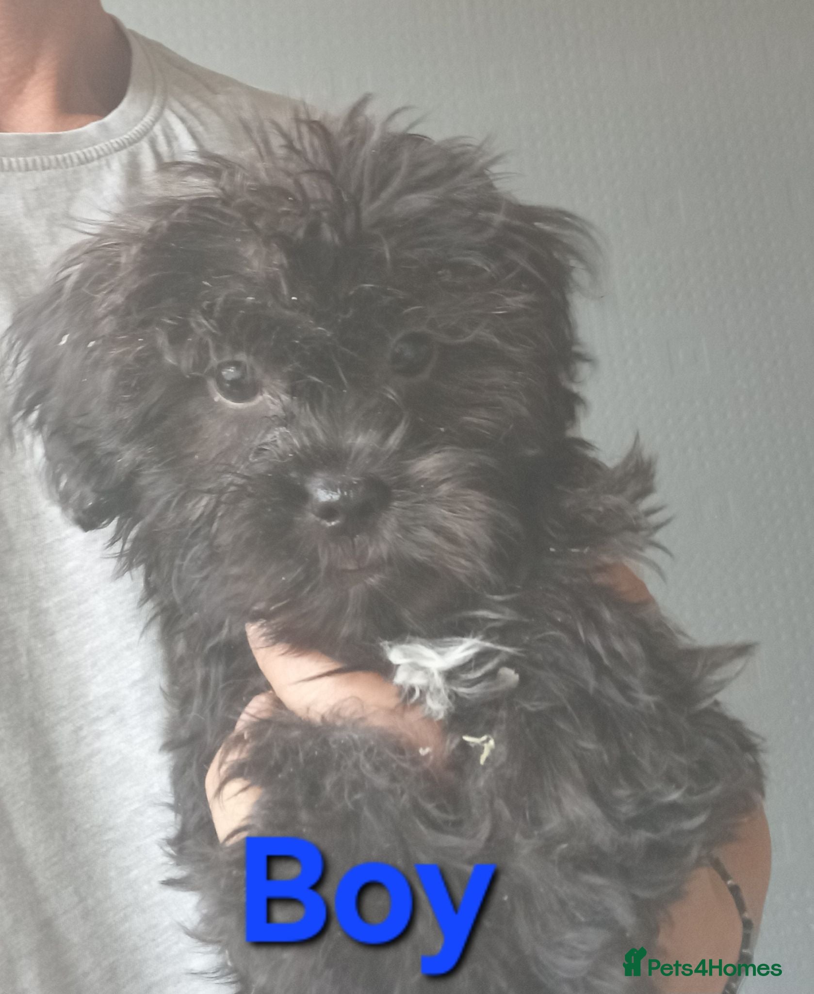 Shihpoo dogs The Tiniest of puppies only 1 boy 3 girls left - Advert 2