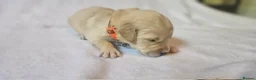 Golden Retriever dogs for sale: KC Registered Show Line Golden Retriever Puppies - Advert 27