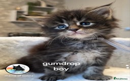 Maine Coon cats for sale: Maine coon kittens - Image 17