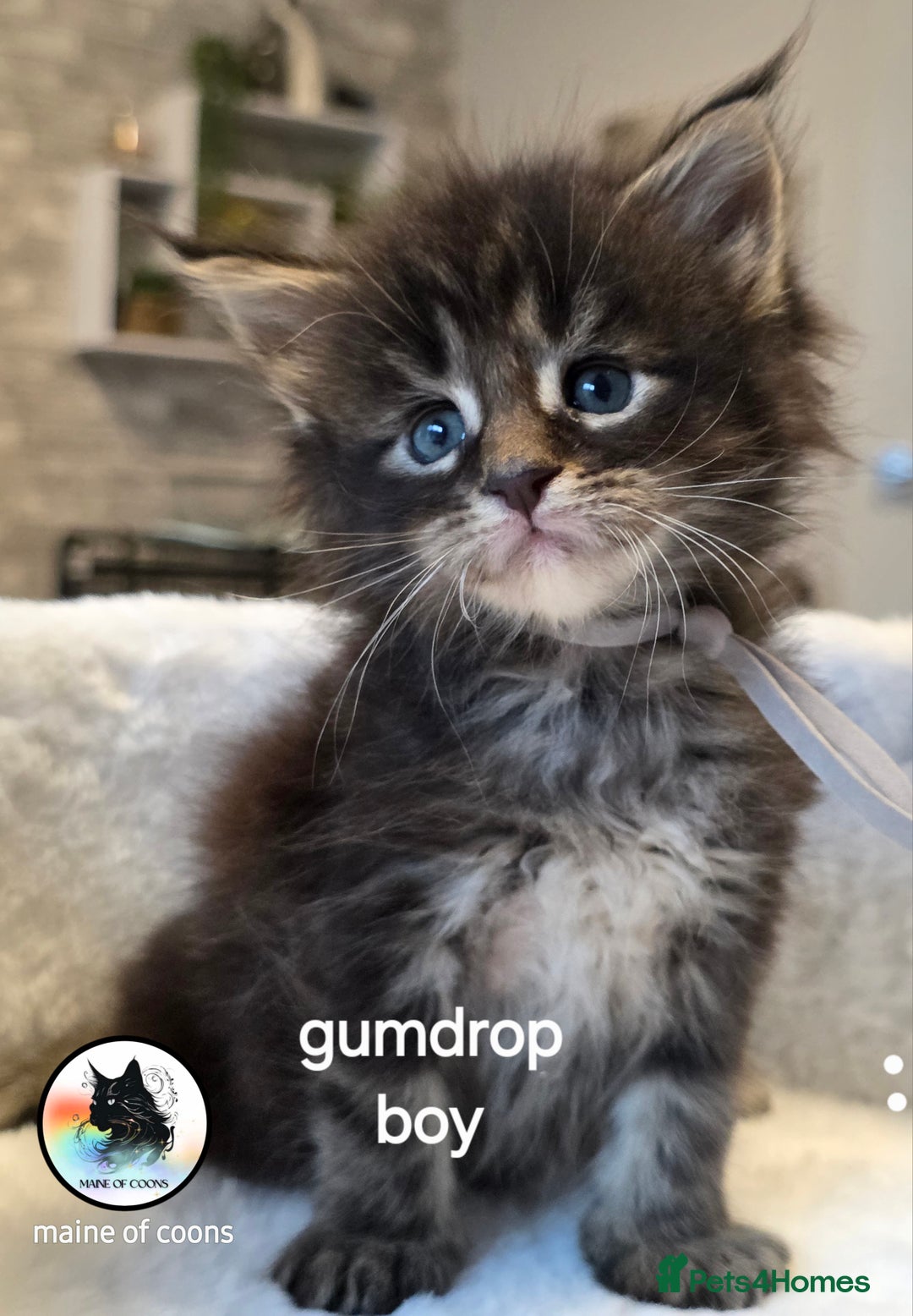 Maine Coon cats for sale: Maine coon kittens - Image 17