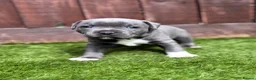 Staffordshire Bull Terrier dogs for sale: KC Staffordshire bull terrier Pharaon puppies  - Advert 6