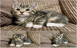 Mixed Breed cats for sale: Lovely kittens ready now  - Image 5