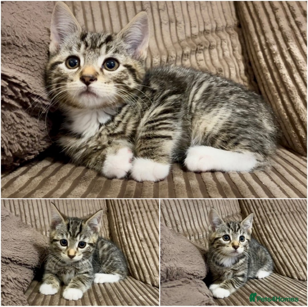 Mixed Breed cats for sale: Lovely kittens ready now  - Image 5