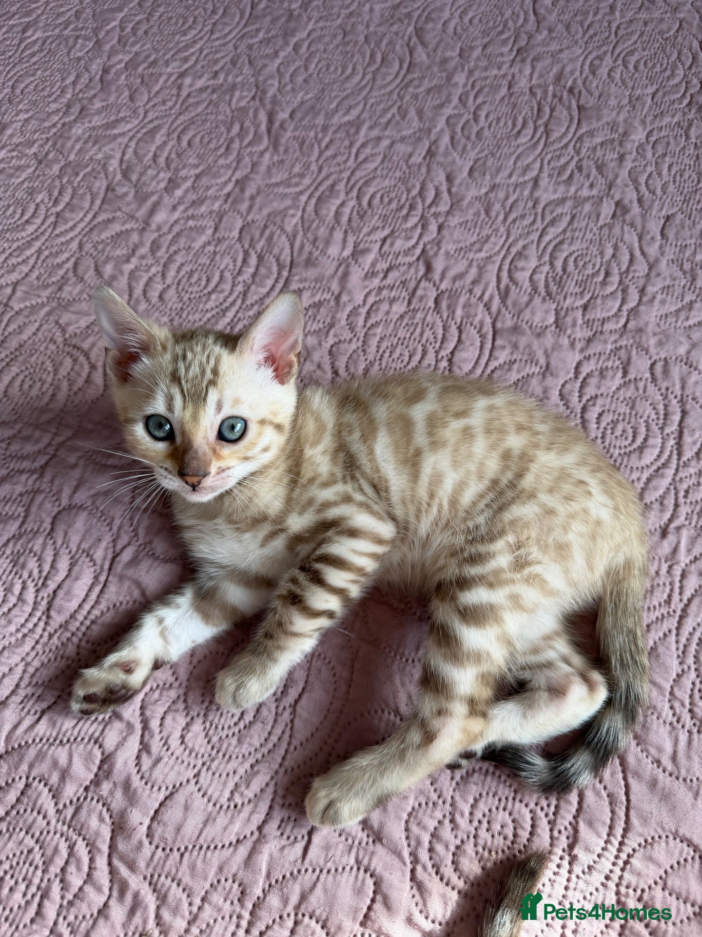 Bengal cats Pedigree Albino Bengal Kittens with Blue eyes! 🏆 - Advert 2
