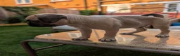 Pug dogs for sale: Loving Home Wanted for Pug Puppy - Advert 5