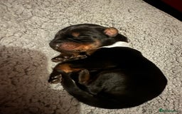 Dobermann dogs for sale: 🏆Supreme Dobermanns - Where Excellence Begins 🏆 - Image 3