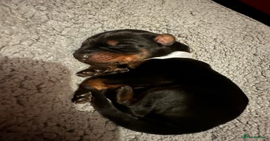 Dobermann dogs - Advert 4