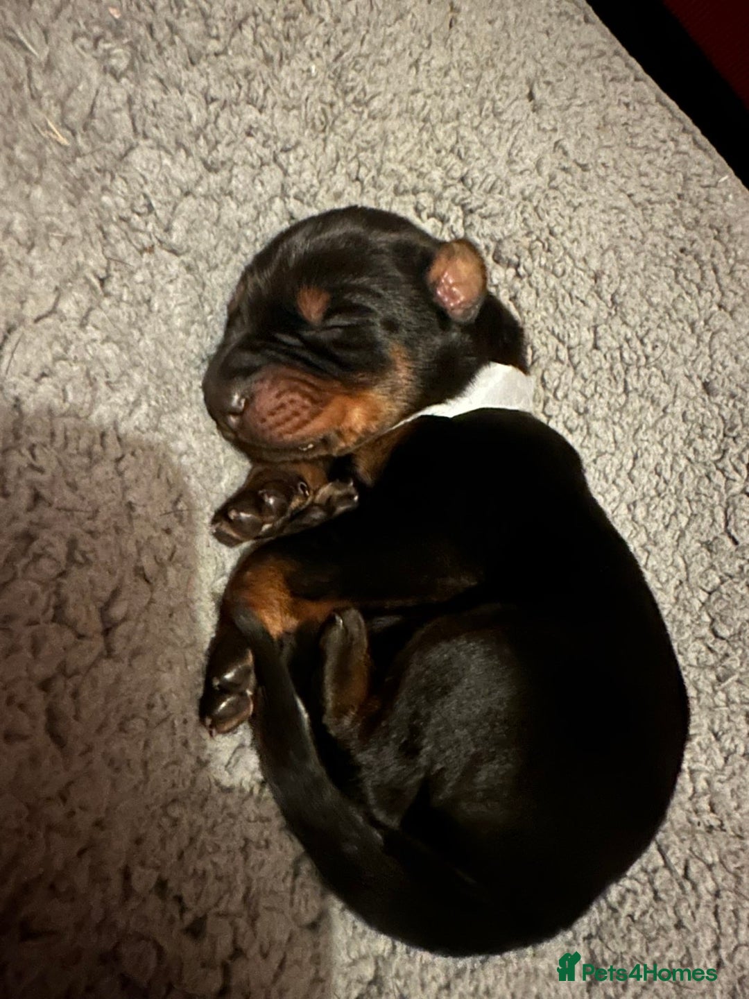 Dobermann dogs for sale: 🏆Supreme Dobermanns - Where Excellence Begins 🏆 - Image 3