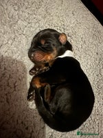 Dobermann dogs - Advert 2