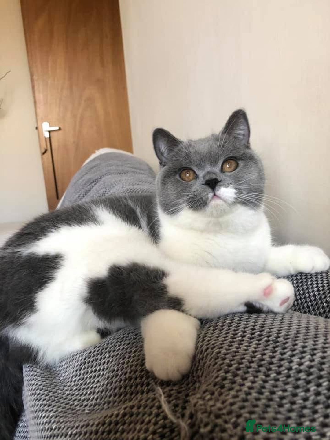 British Shorthair cats for sale: British short haircuts - Image 5