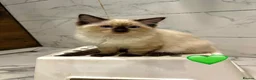 Ragdoll cats for sale: 🩷💕💝ONLY 5 left GCCF Registered kittens 😻😻 - Advert 32