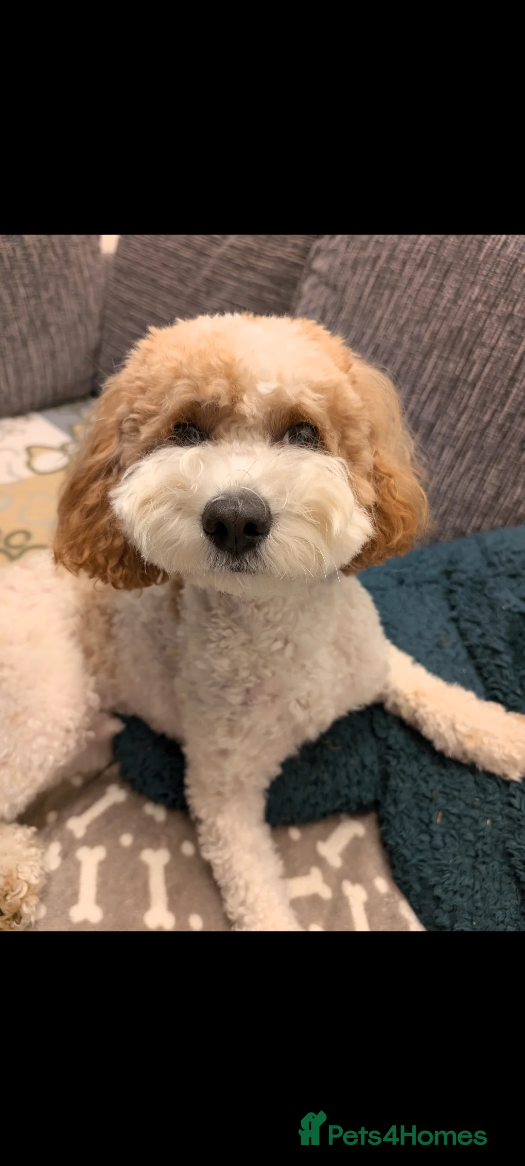 Mixed Breed dogs for stud: White/Fox Red Cavapoo - Advert 3