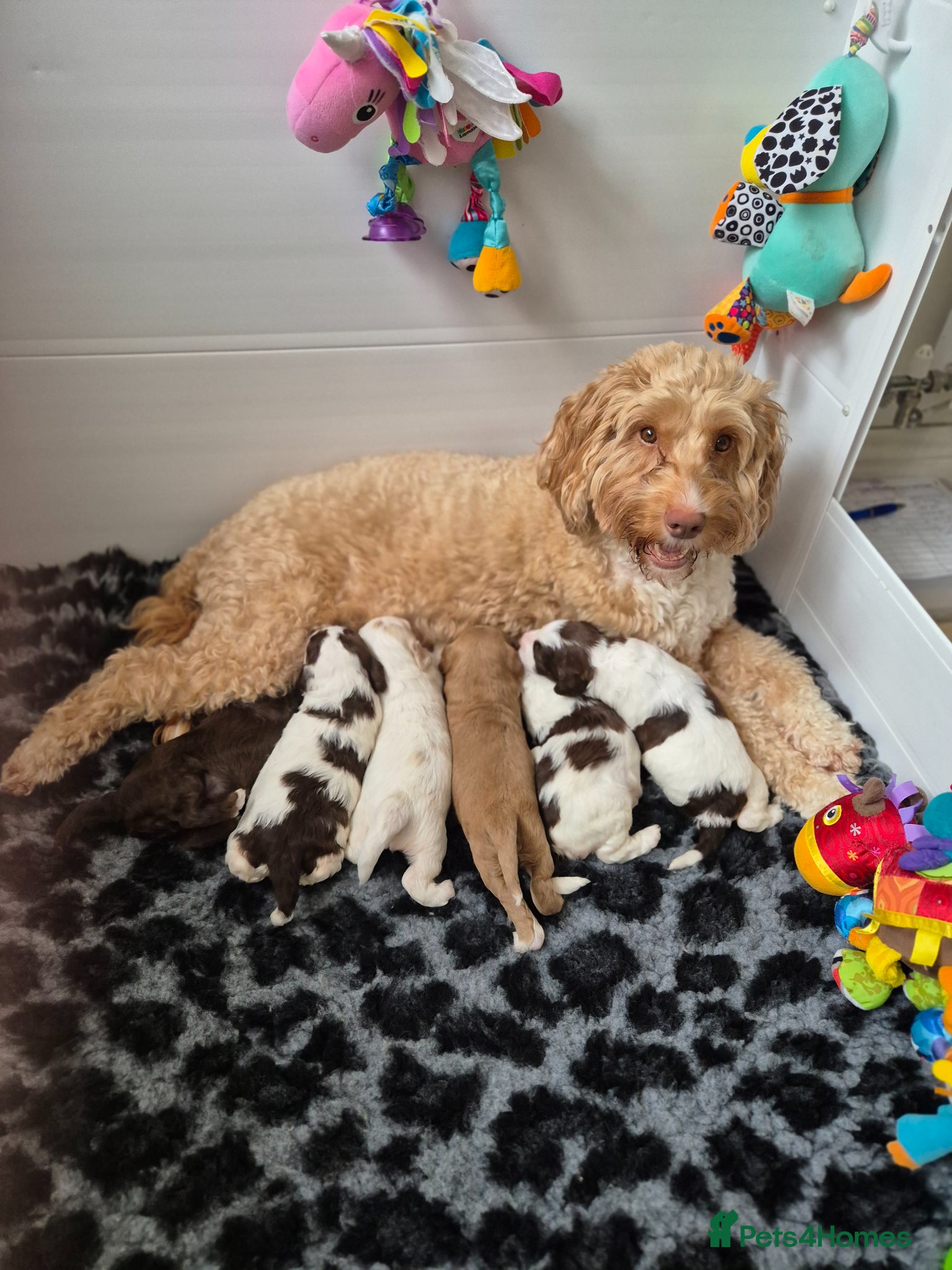 Australian Labradoodle dogs Australian Medium Labradoodles - Advert 3