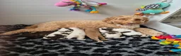 Australian Labradoodle dogs for sale: Australian Medium Labradoodles - Advert 2