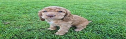 Cocker Spaniel dogs for sale: Working cocker spaniel, kc reg & many FTCH ,3boys - Advert 5