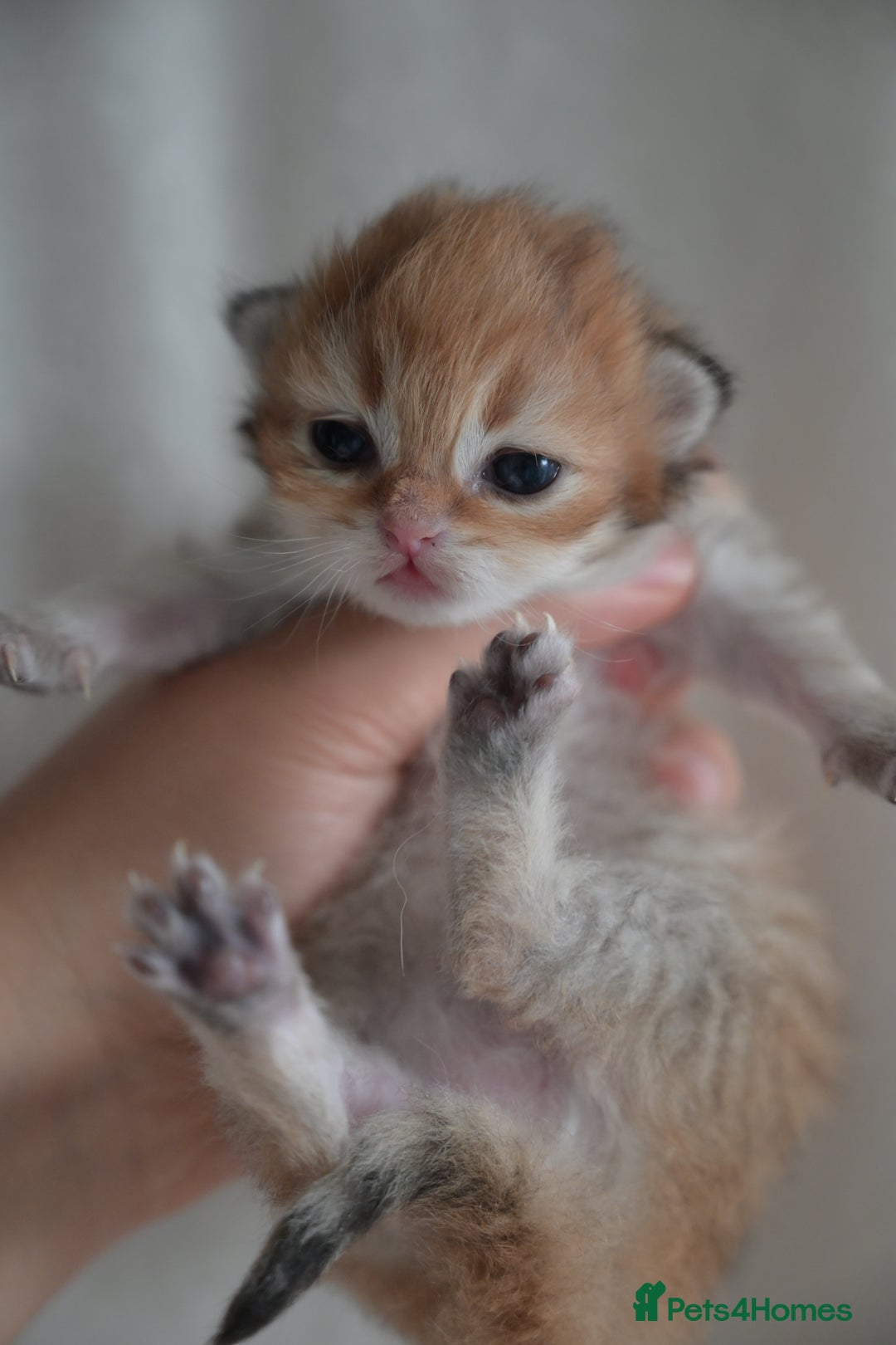 British Shorthair cats for sale: Golden Shaded Kittens WCF & TICA Registered - Image 22