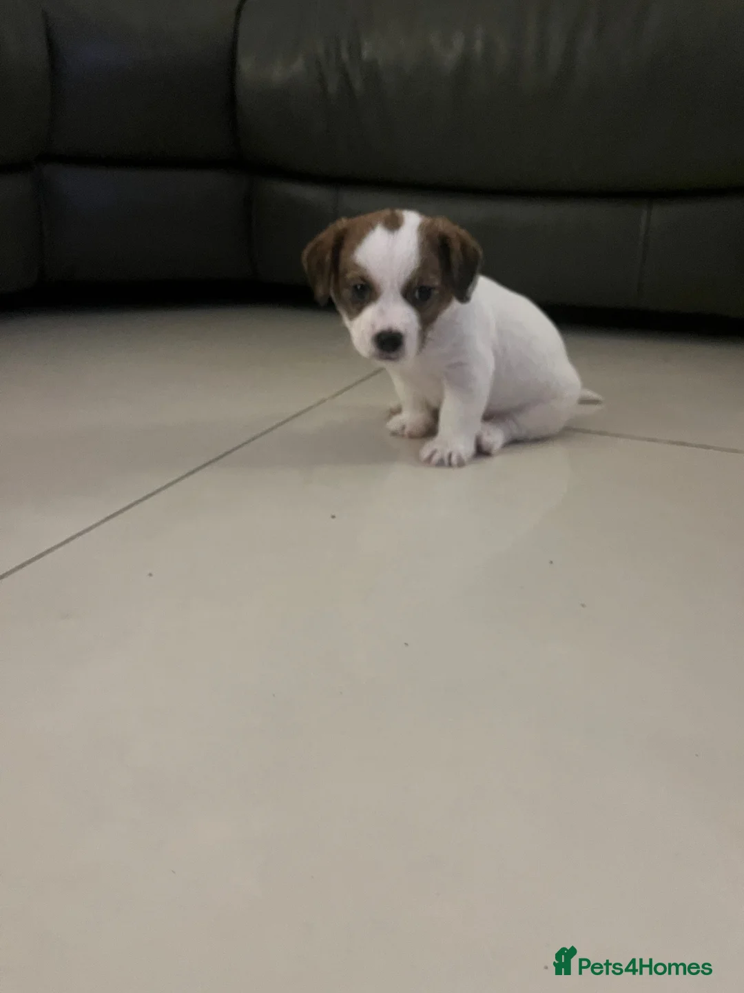 Mixed Breed dogs for sale: JACKTZU PUP FOR SALE £450 - Advert 2