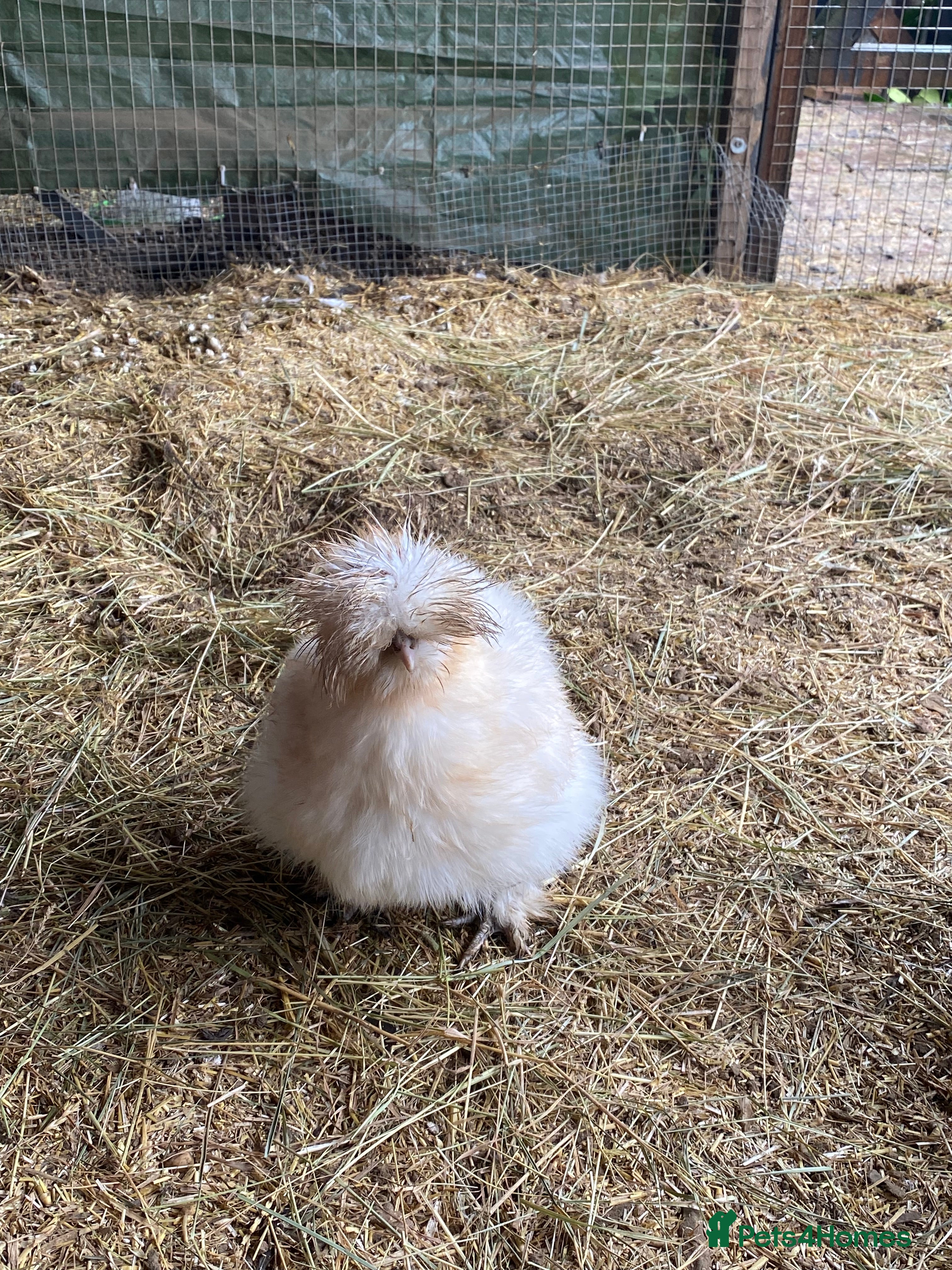 Quail poultry Quail and chickens - Advert 15