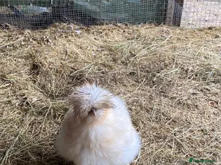 Quail poultry Quail and chickens - Advert 15