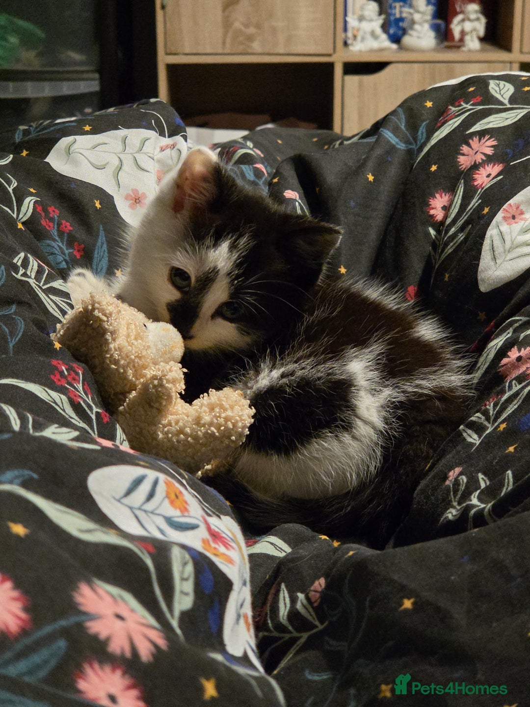 Mixed Breed cats for sale: 9 week old male kitten  - Advert 2