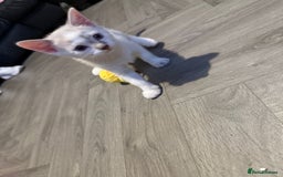 Turkish Angora cats for sale: Turkish Angora kittens - Image 15