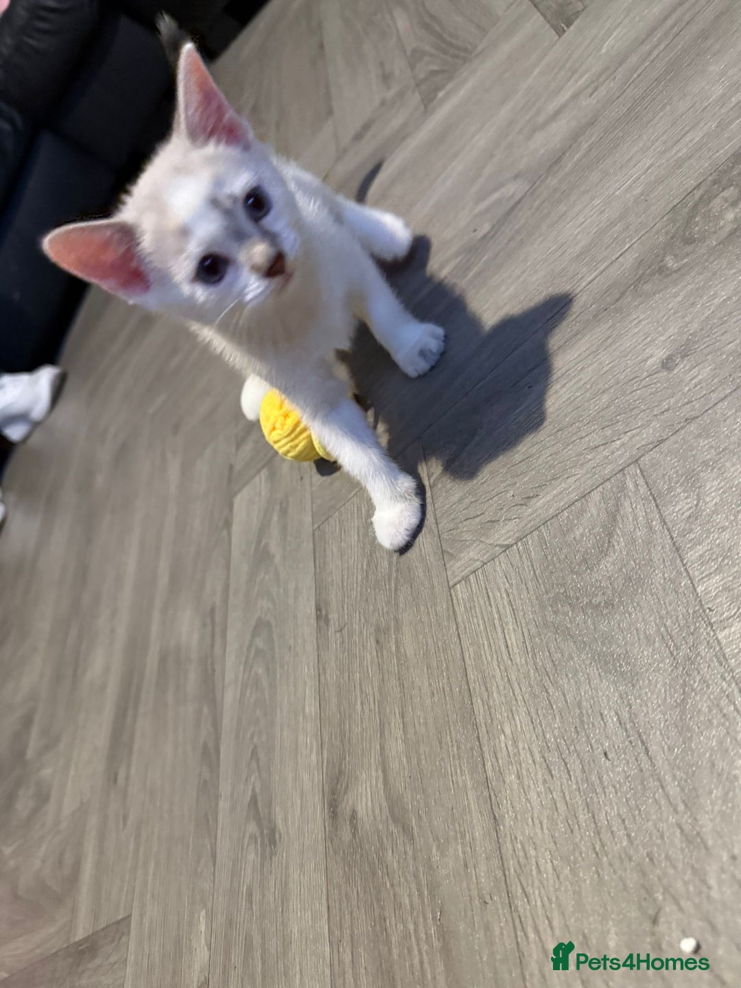 Turkish Angora cats for sale: Turkish Angora kittens - Image 15