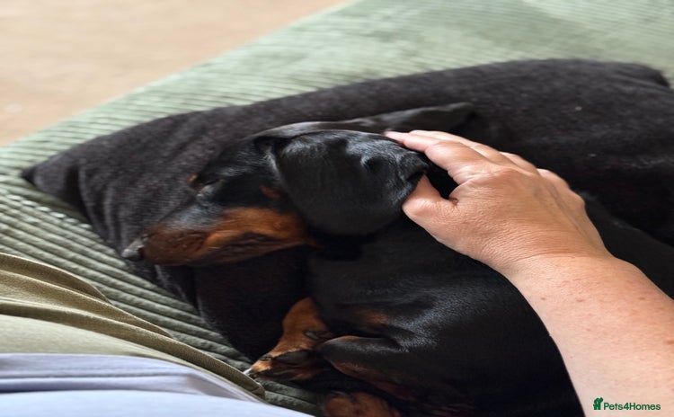 Dachshund dogs - Advert 5