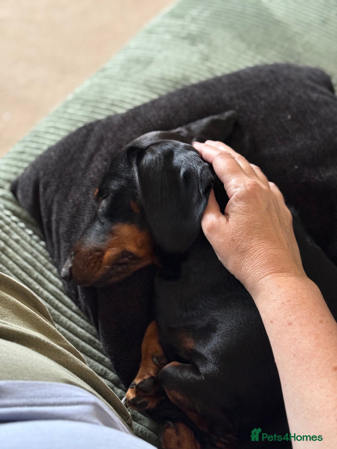 Dachshund dogs for sale: Female dachshund for sale  - Image 1
