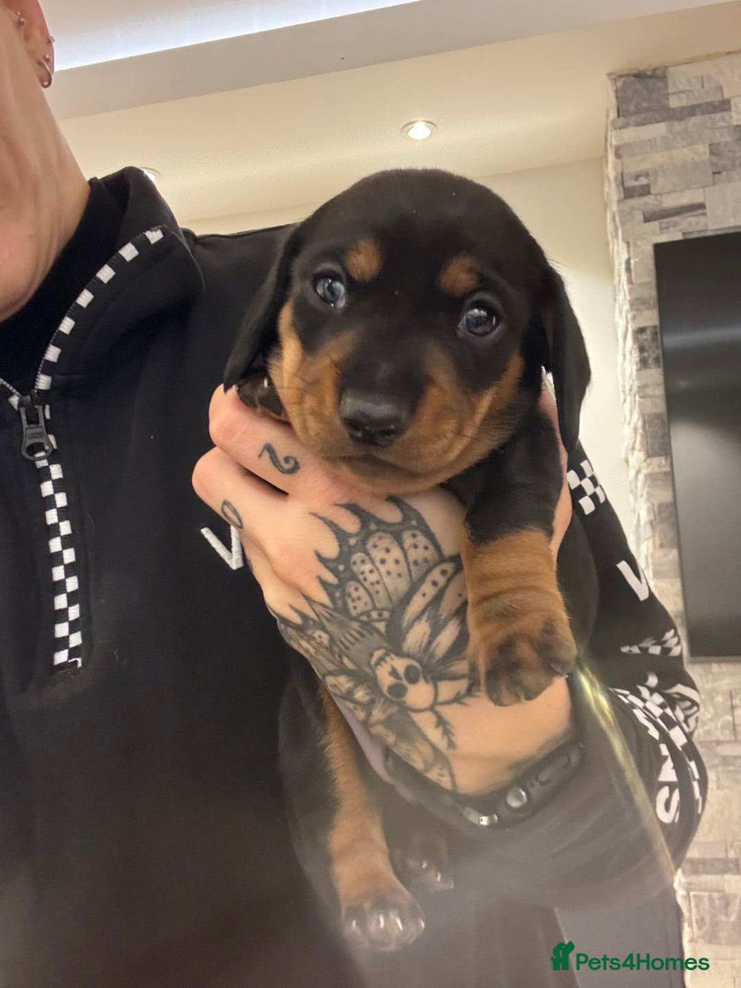 Miniature Dachshund dogs for sale: Miniature Sausages 🌭 - Image 2