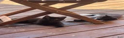 Mixed Breed cats for sale: Adorable kittens in Camberley - Advert 12