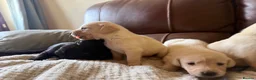 Labrador Retriever dogs for sale: Labrador puppies - Advert 3