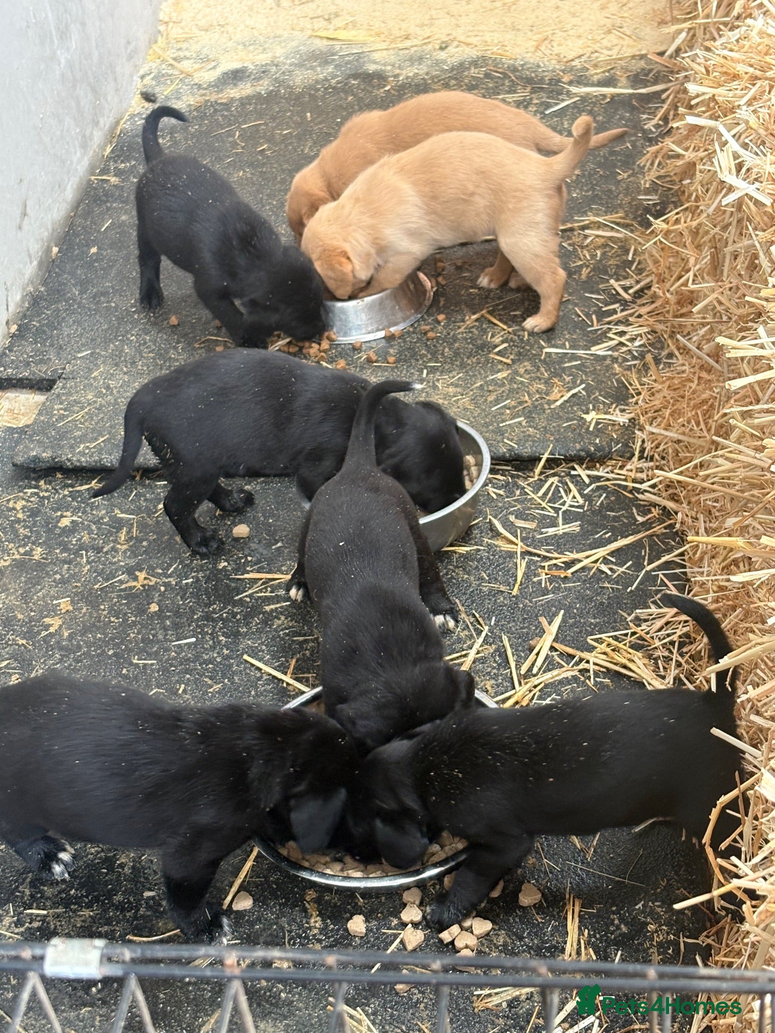 Springador dogs Springador/labrador puppies for sale  - Advert 2