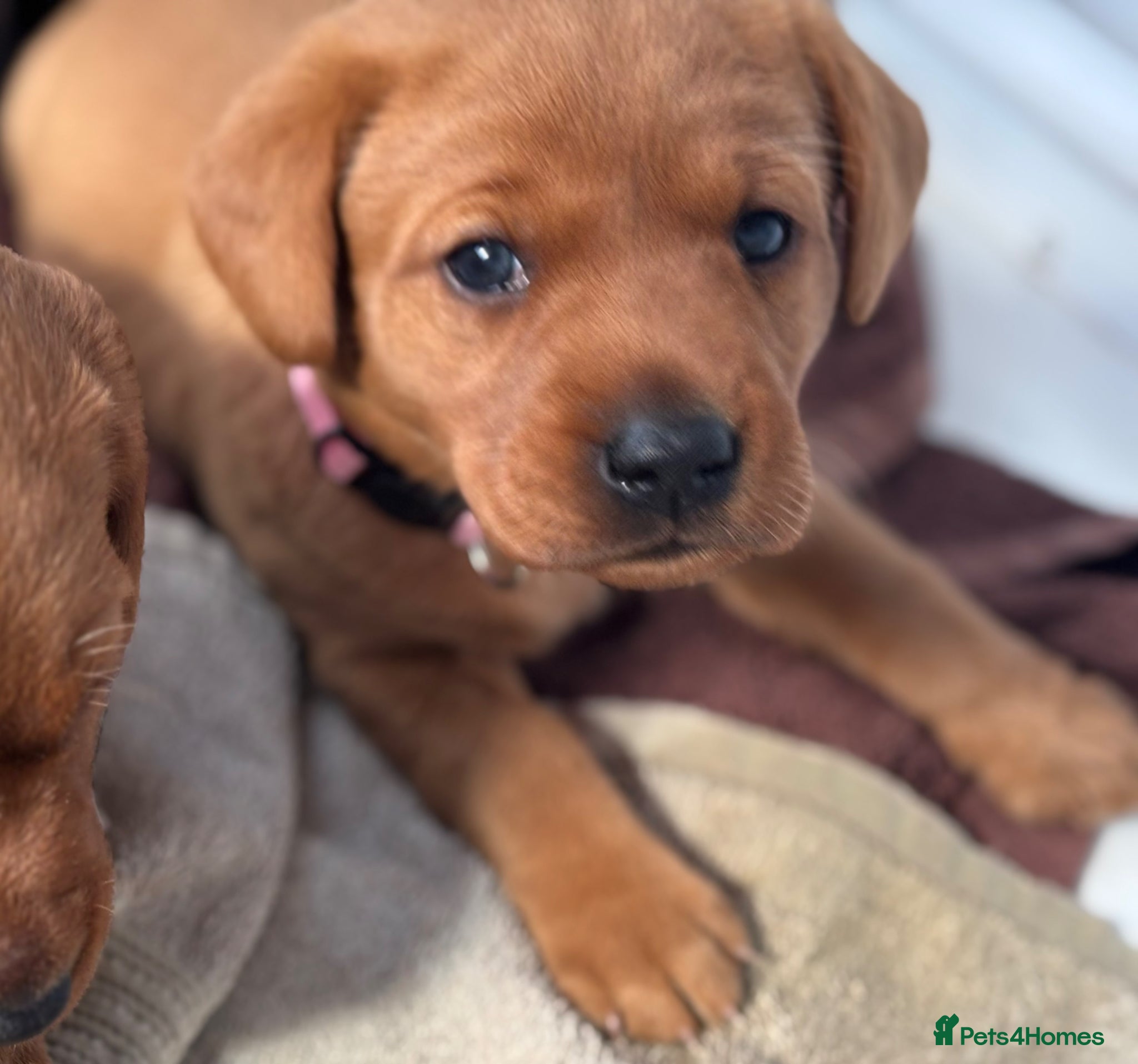 Labrador Retriever dogs KC Reg Fox Red Labrador Puppies  - Advert 14