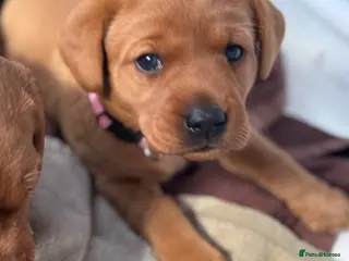 Labrador Retriever dogs KC Reg Fox Red Labrador Puppies - Advert 14