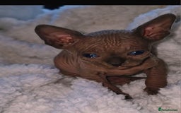 Sphynx cats for sale: Beautiful Canadian Sphynx kittens purebreed  - Image 4