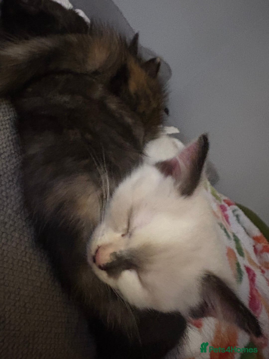 RagaMuffin cats for sale: Beautiful Ragamuffin Kittens Ready December 24th   - Advert 32