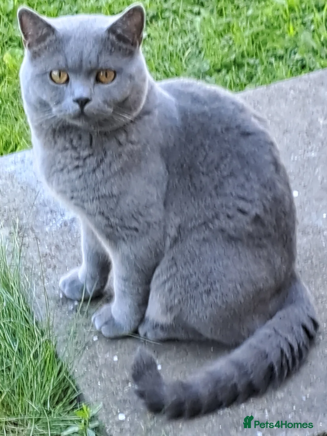 British Shorthair cats for stud: GCCF Registered Active, Blue Cat For Stud. in Sheffield - Advert 11