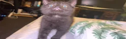 British Shorthair cats for sale: One beautiful boy left❤️ - Advert 5