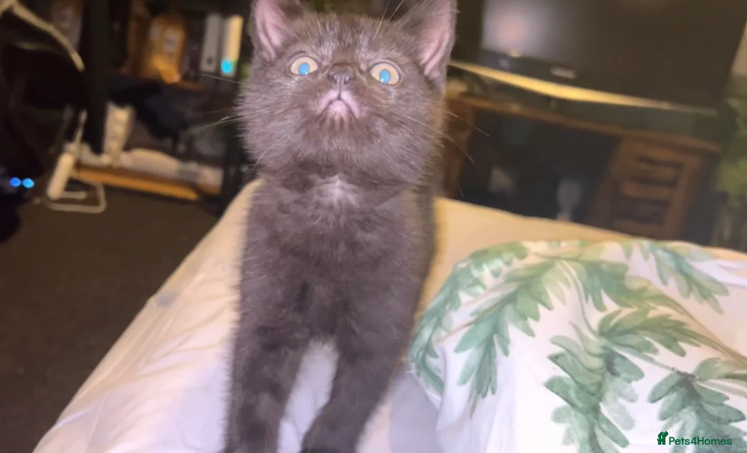 British Shorthair cats for sale: One beautiful boy left❤️ - Advert 5