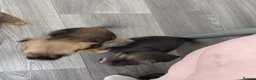 Border Terrier dogs for sale: 4 cracking puppies lookkng forever homes - Advert 10