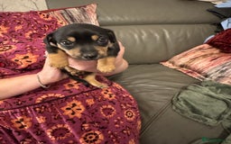 Jack Russell dogs for sale: Miniature Jack Russell pup - Image 13