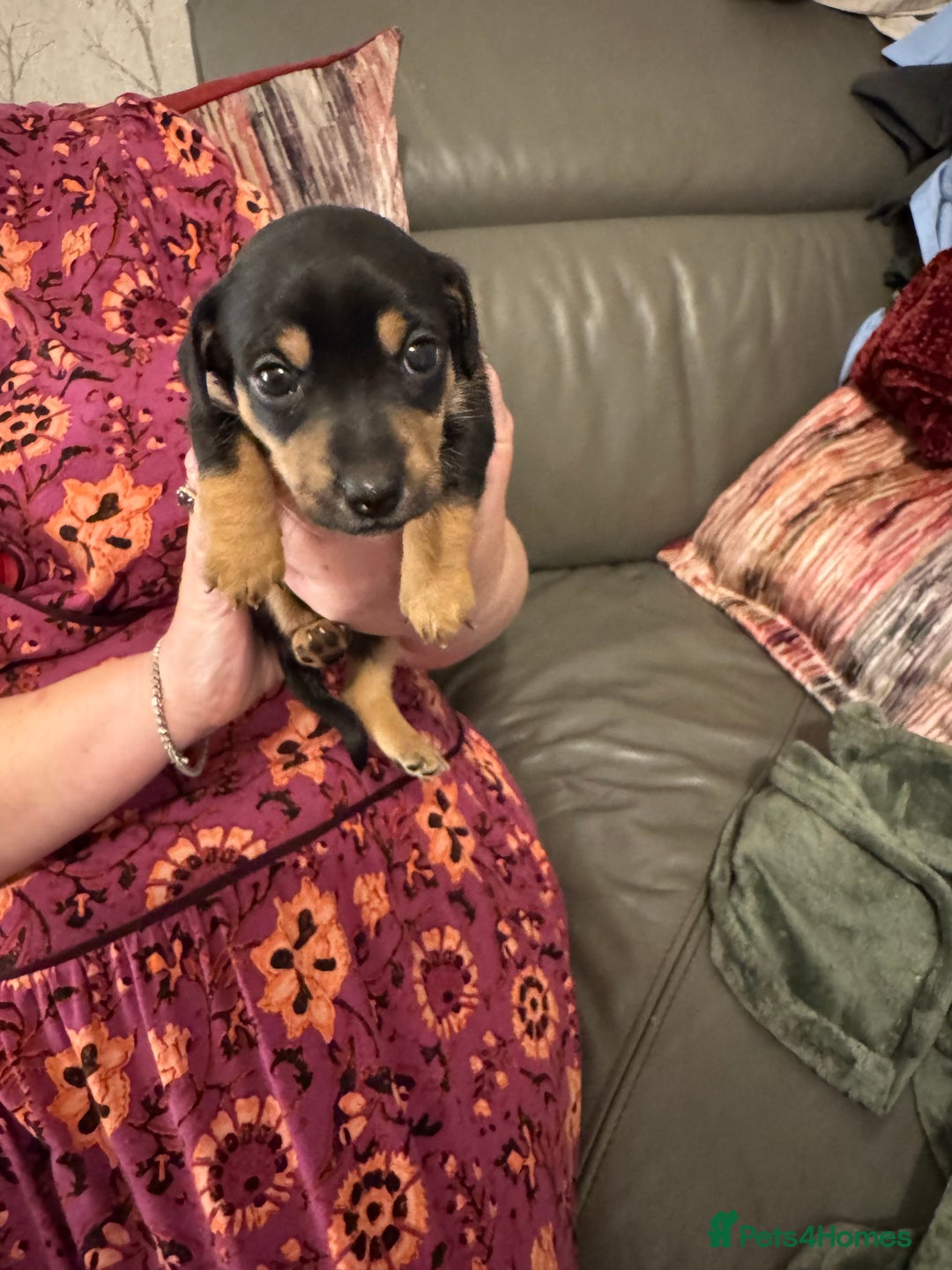 Jack Russell dogs for sale: Miniature Jack Russell pup - Image 13
