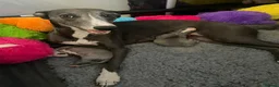 Whippet dogs for sale: NEW KIDS ON THE BLOCK /STUNNING  RKC LITTER  - Advert 28