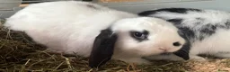 Mini Lop rabbits for sale: Two beautiful male rabbits for sale in Pembroke - Advert 5