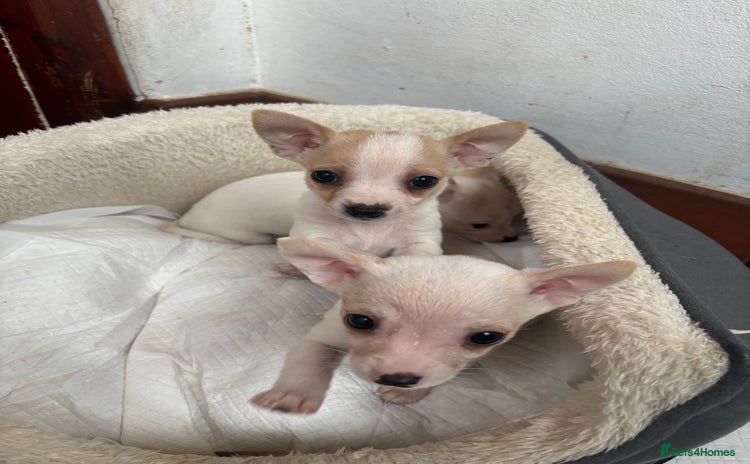 Mixed Breed dogs Adorable Jack Russel x Chihuahua puppies  - Advert 15