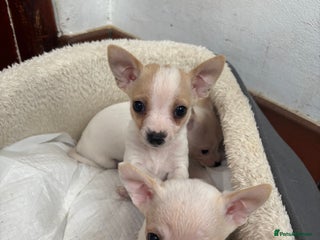Mixed Breed dogs Adorable Jack Russel x Chihuahua puppies - Advert 7