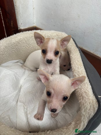 Mixed Breed dogs Adorable Jack Russel x Chihuahua puppies - Advert 15