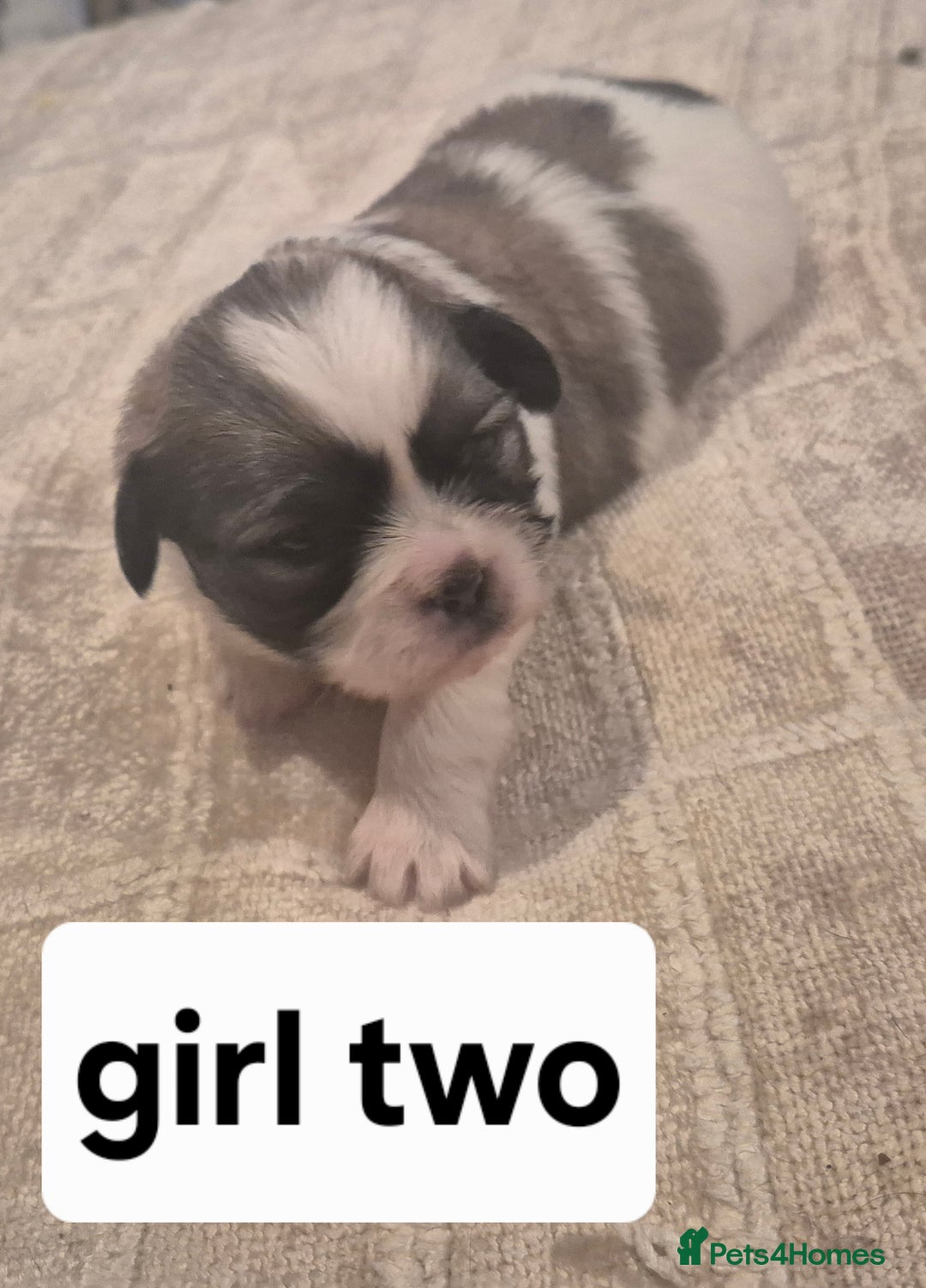 Shih Tzu dogs for sale: Shih tzu - Advert 7