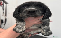 English Springer Spaniel dogs for sale: 2 springer spaniel puppies for sale  in Preston - Image 23