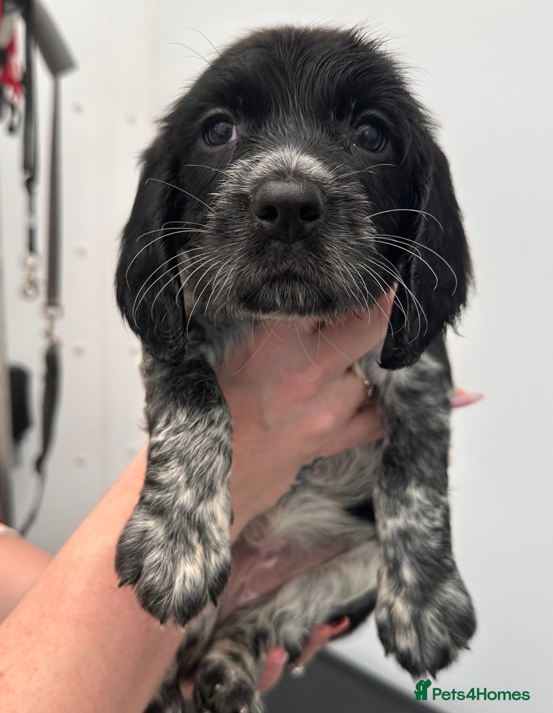 English Springer Spaniel dogs for sale: 2 springer spaniel puppies for sale  in Preston - Image 23